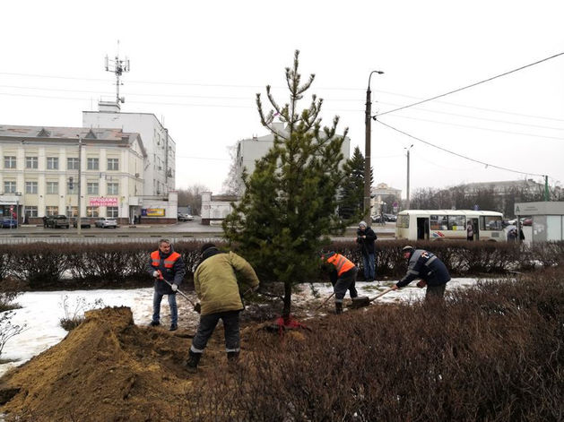 Сотрудники Дзержинских тепловых сетей посадили хвойные деревья на улицах своего города