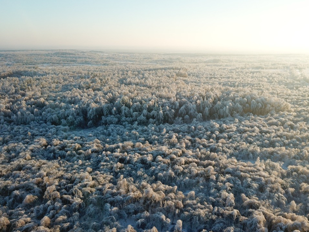 В Нижегородской области восстановят 14 тыс. га леса
