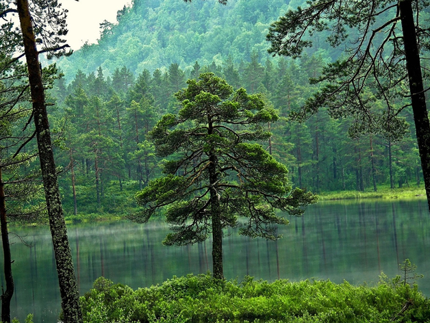 Площадь — 76 га. В Нижегородской области создадут первый национальный парк 
