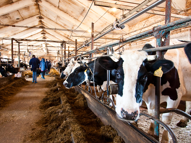 Нижегородские сельхозорганизации нарастили объемы производства молока 
