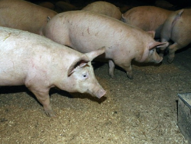В Нижегородской области поголовье свиней выросло на 47%

