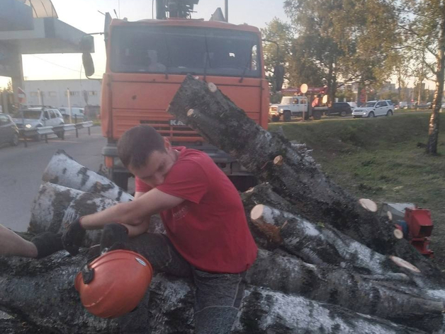 Уголовное дело возбудят из-за массовой вырубки деревьев в Нижнем Новгороде