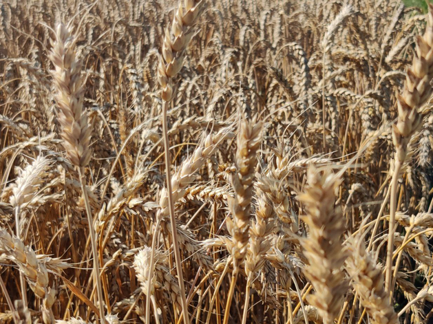 Рекорд побит. Нижегородские аграрии собрали 1,8 млн тонн зерна