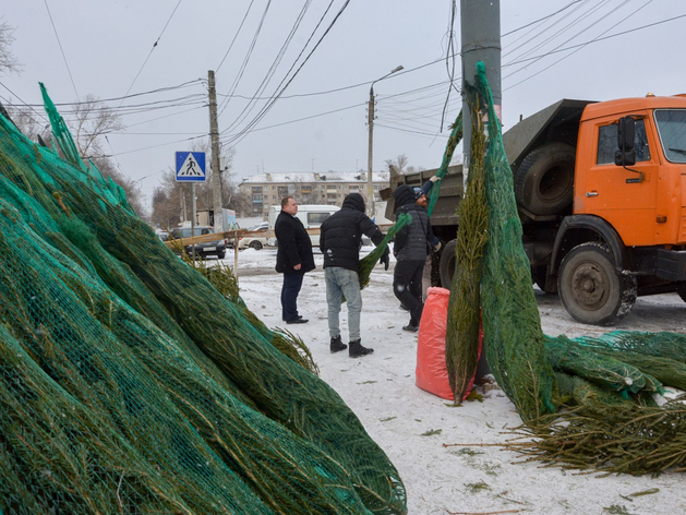 Деревья изъяли до суда. В Нижнем Новгороде выявили факты незаконной торговли елками 
