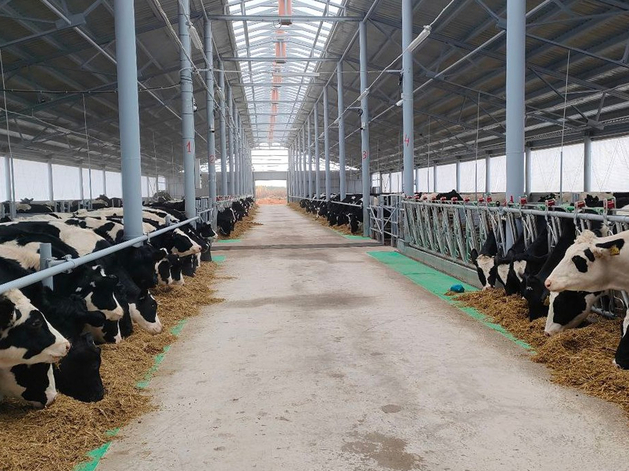 Нижегородские предприятия АПК нарастили производство мяса и молока
