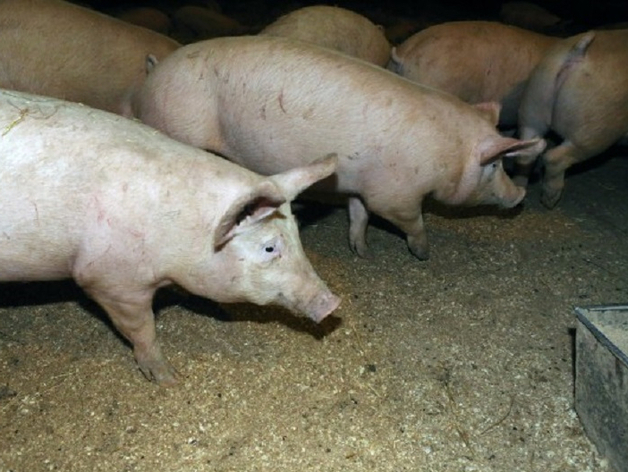 На крупнейшем нижегородском свинокомплексе выявили 18 нарушений 
