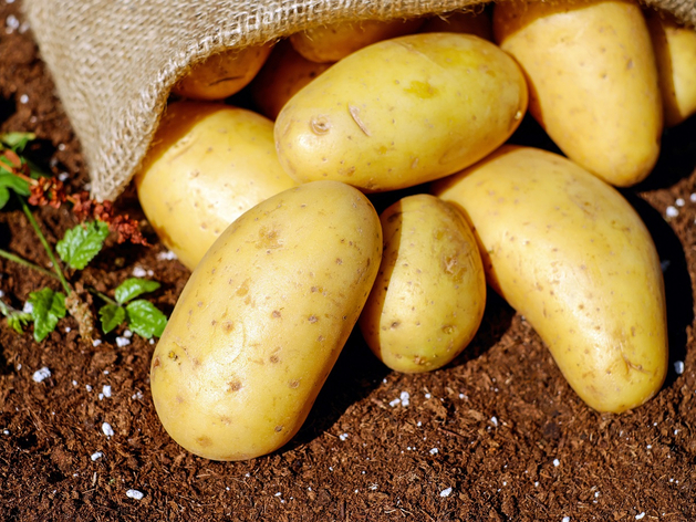 Нижегородская область увеличила экспорт картофеля почти на четверть
