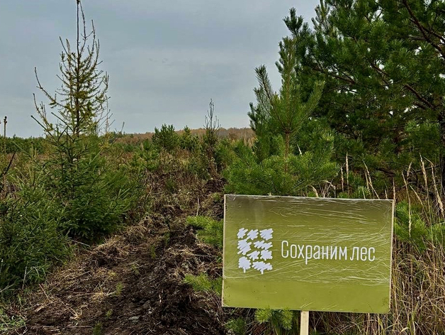 Волонтеры Сбера приняли участие в акции «Сохраним лес» и высадили 11 тысяч саженцев сосны