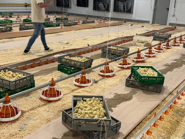 Инвестиции — 200 млн руб. В Нижегородской области запустили три птичника
