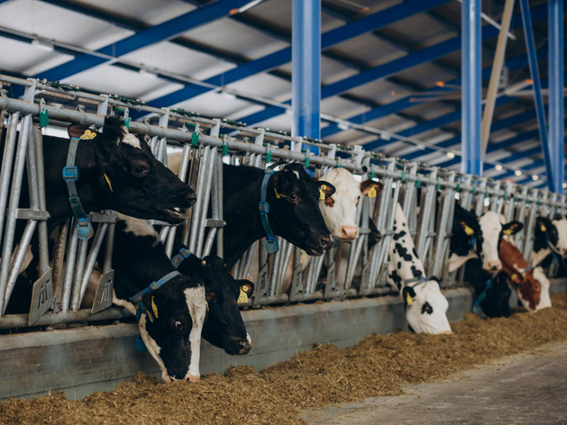 На строительство и реконструкцию нижегородских ферм выделили более 200 млн руб. 
