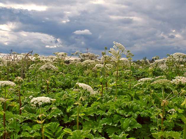 Штрафы и изъятие участков грозят нижегородцам из-за борщевика
