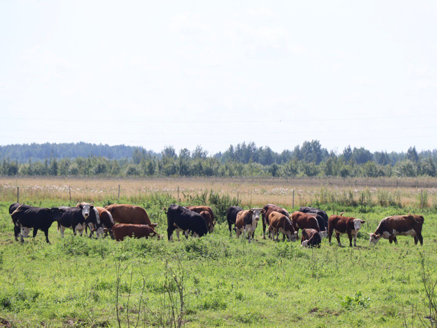 Нижегородские семьи получили на развитие ферм почти 100 млн руб. Нижегородские семьи получили на развитие ферм почти 100 млн руб.