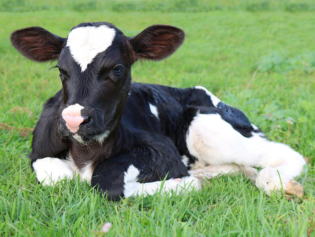 15 нижегородских предприятий получат субсидии на изучение продуктивности коров