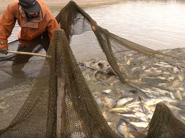 В Нижегородской области выросли объемы производства товарной рыбы 
