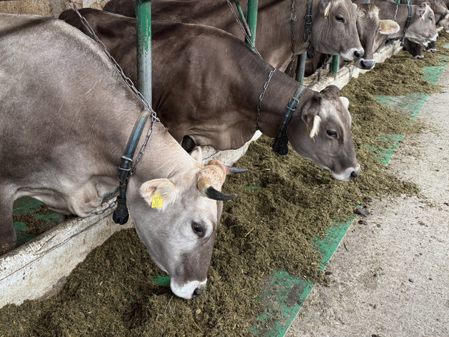 Нижегородские компании на 25% увеличили объем реализации молодняка крупного рогатого скота