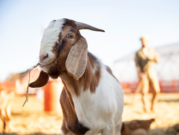 В нижегородском селе установили карантин по сибирской язве
