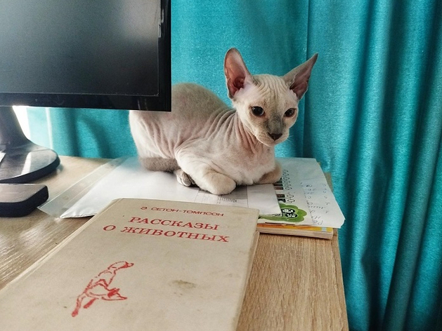 Книжная аптечка мурчащего счастья: подборка книг для котовладельцев Нижнего Новгорода