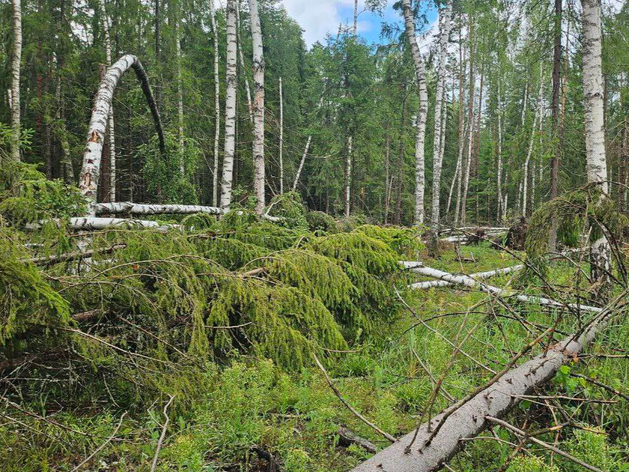 ИИ выявил более 400 изменений в нижегородских лесах за месяц
