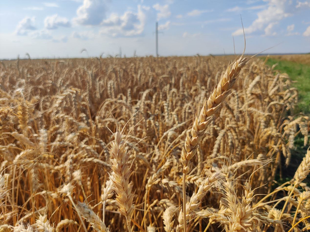 Цена — 12 млрд руб. В Нижегородской области продают агробизнес
Цена — 12 млрд руб. В Нижегородской области продают агробизнес