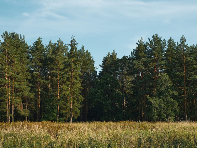 68% площади лесного фонда Нижегородской области находится под наблюдением из космоса
