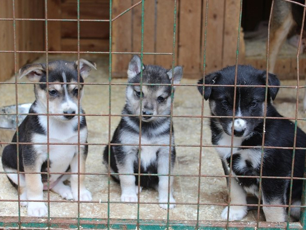 В Нижегородской области в пять раз сократилось число бездомных животных