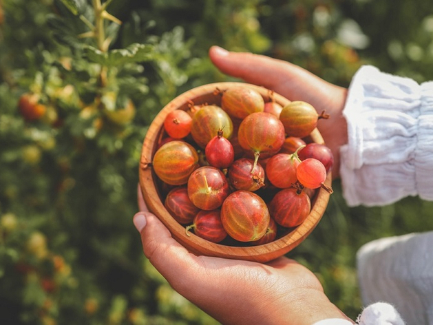 В «крыжовниковом» крае Нижегородской области разогнали мобильный интернет
