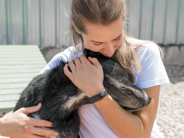 В Нижнем Новгороде ввели субсидии приютам для животных 
