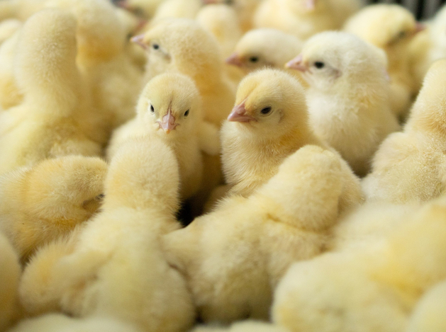 Инвестиции — 440 млн руб. В Нижегородской области обновили восемь птичников
Инвестиции — 440 млн руб. В Нижегородской области обновили восемь птичников