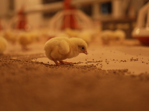 Нижегородские сельхозпредприятия заявили более 1,4 тыс. вакансий. Кого ищут?
