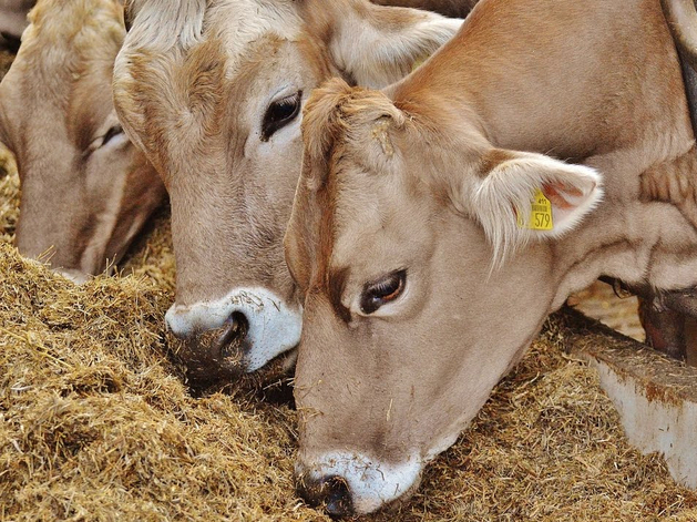 Нижегородская область получит федеральную субсидию на изучение продуктивности коров 
