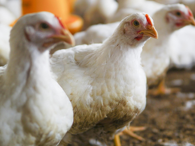 Начальная цена — 183 млн руб. В Нижегородской области продают арестованную птицефабрику Начальная цена — 183 млн руб. В Нижегородской области продают арестованную птицефабрику