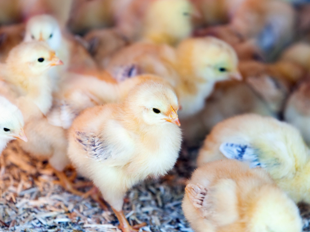 Инвестиции — 2,3 млрд руб. В Нижегородской области запустили птицеводческий комплекс
Инвестиции — 2,3 млрд руб. В Нижегородской области запустили птицеводческий комплекс