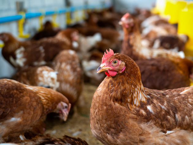 Подан иск о банкротстве нижегородской птицефабрики Подан иск о банкротстве нижегородской птицефабрики