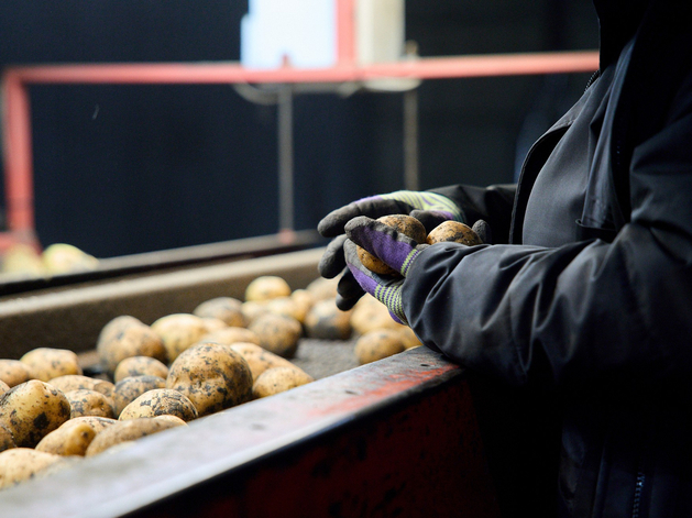 Для нижегородских фермеров запустили агроагрегаторы для поставок в крупные торговые сети Для нижегородских фермеров запустили агроагрегаторы для поставок в крупные торговые сети